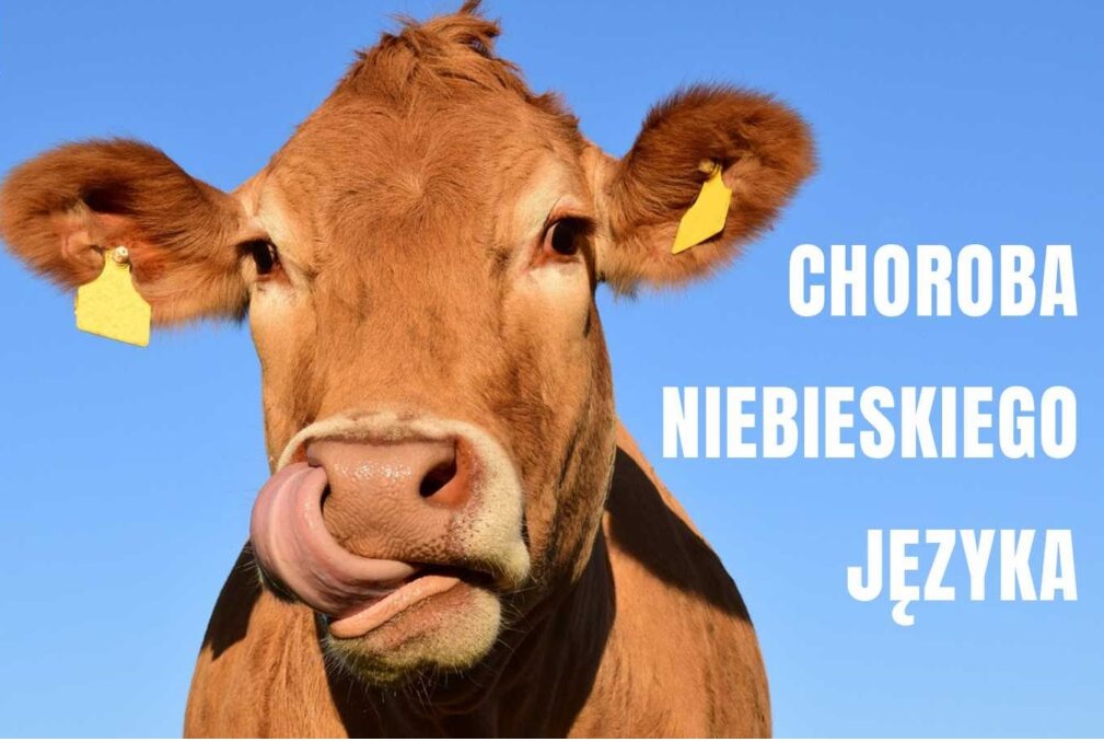 Powiat aleksandrowski obszarem zagrożonym wystąpieniem wirusa choroby niebieskiego języka (BTV)