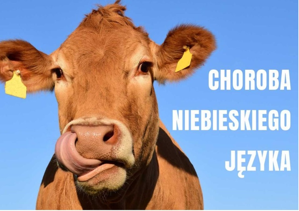 Powiat aleksandrowski obszarem zagrożonym wystąpieniem wirusa choroby niebieskiego języka (BTV)