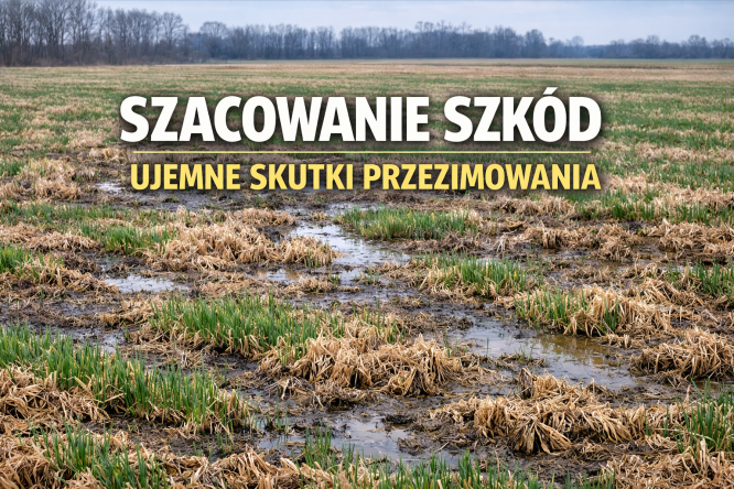 Wnioski o oszacowanie szkód w uprawach rolnych spowodowanych ujemnymi skutkami przezimowania